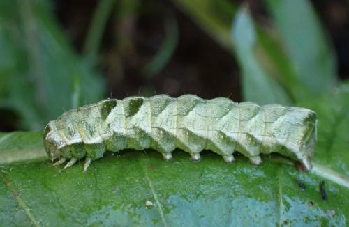 Melanchra persicariae